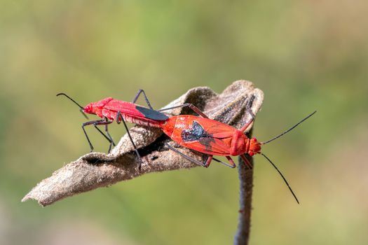 Image of Red cotton bug (Dysdercus cingulatus) on the leaf on a natural background. Insect. Animal. Pyrrhocoridae.