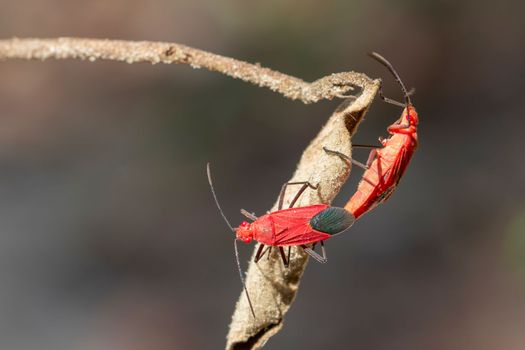 Image of Red cotton bug (Dysdercus cingulatus) on the leaf on a natural background. Insect. Animal. Pyrrhocoridae.