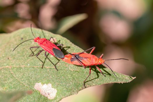 Image of Red cotton bug (Dysdercus cingulatus) on the leaf on a natural background. Insect. Animal. Pyrrhocoridae.