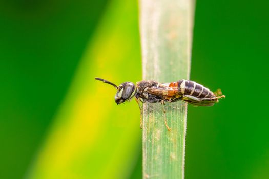 Image of little bee or dwarf bee(Apis florea) on the green leaf on a natural background. Insect. Animal.