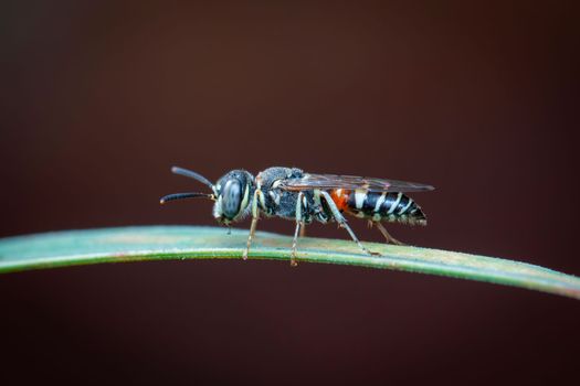 Image of little bee or dwarf bee(Apis florea) on the green leaf on a natural background. Insect. Animal.