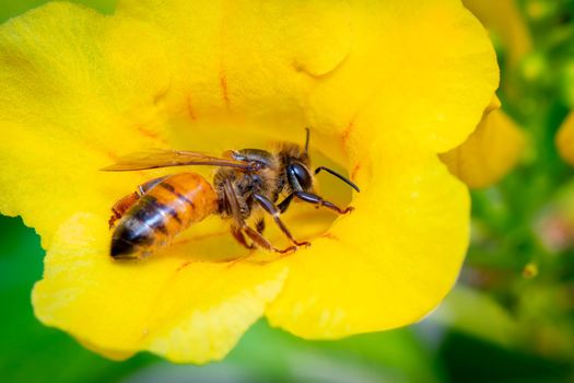 Image of bee or honeybee on yellow flower collects nectar. Golden honeybee on flower pollen. Insect. Animal