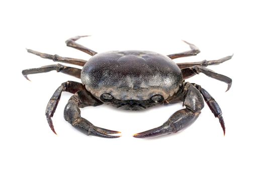 Image of crab (Field crab) isolated on white background. Food. Animal.