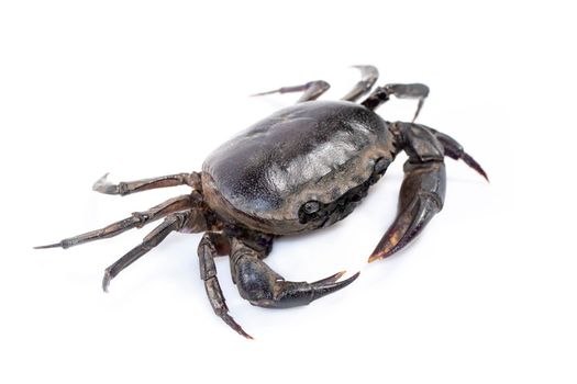 Image of crab (Field crab) isolated on white background. Food. Animal.