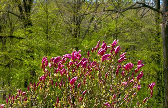 a tree or shrub with large, typically creamy-pink, waxy flowers. Magnolias are widely grown as ornamental trees.