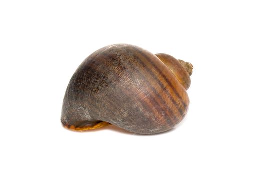 Image of apple snail (Pila ampullacea) isolated on white background. Animal.