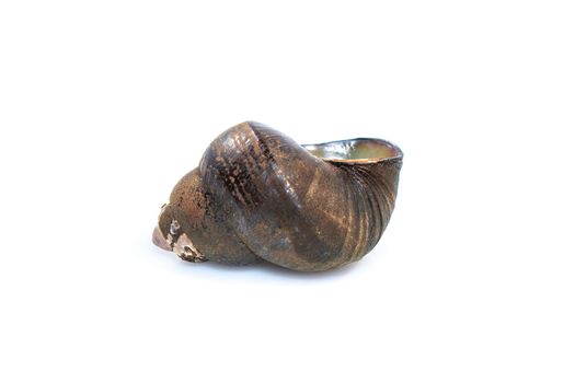 Image of river snail (Filopaludina martensi) isolated on white background. Animal.
