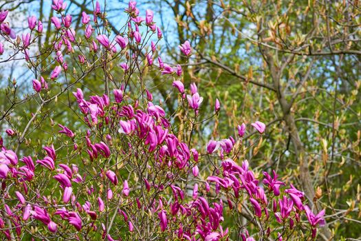 a tree or shrub with large, typically creamy-pink, waxy flowers. Magnolias are widely grown as ornamental trees.