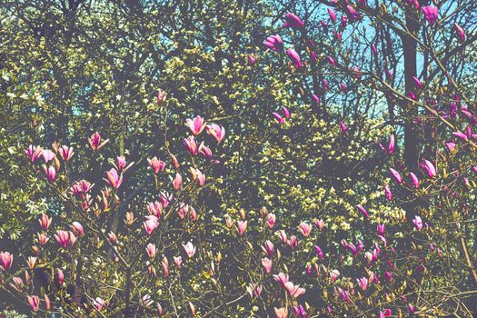 a tree or shrub with large, typically creamy-pink, waxy flowers. Magnolias are widely grown as ornamental trees.