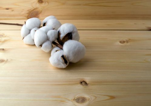 A branch of cotton on a wooden table. Cotton branch on a wooden table close-up.