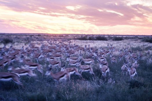 Springbok (Antidorcas marsupialis), Central Kalahari Game Reserve, Ghanzi, Botswana, Africa