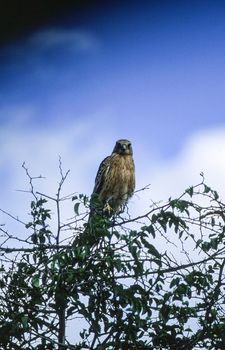 Brown Snake Eagle (Circaetus cinereus), Central Kalahari Game Reserve, Ghanzi, Botswana, Africa