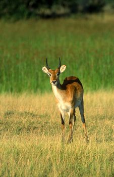 Lechwe (Kobus leche), Moremi Wildlife Reserve, Ngamiland, Botswana, Africa