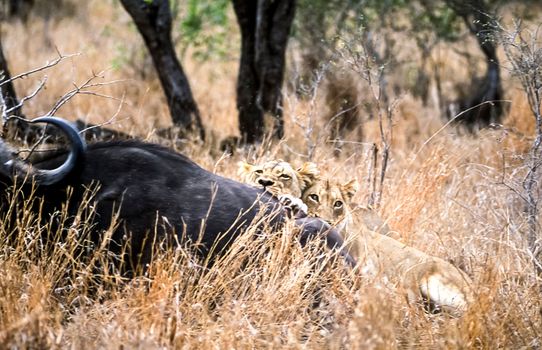 Lion, (Panthera leo), Kruger National Park, Mpumalanga, South Africa, Africa