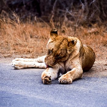Lion, (Panthera leo), Kruger National Park, Mpumalanga, South Africa, Africa