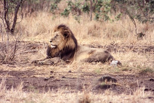 Lion (Panthera leo), Kruger National Park, Mpumalanga, South Africa