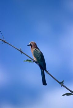 Whitefronted Bee-eater (Merops bullockoides), Selous Game Reserve, Morogoro, Tanzania, Africa