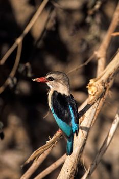 Brownhooded Kingfisher (Halcyon albiventris), Selous Game Reserve, Morogoro, Tanzania, Africa