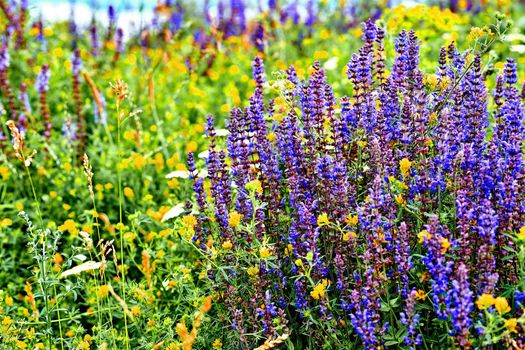 a piece of grassland and flowers, especially one used for hay