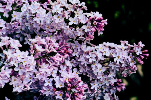 a Eurasian shrub or small tree of the olive family, that has fragrant violet, pink, or white blossoms and is widely cultivated as an ornamental.