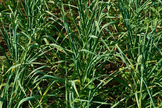 a strong smelling pungent-tasting bulb, used as a flavoring in cooking and in herbal medicine.