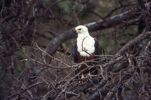 African Fish Eagle (Haliaeetus vocifer), Kruger National Park, Mpumalanga, South Africa