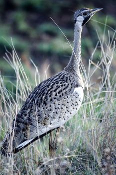 Blackbellied Korhaan (Eupodotis melanogaster), Kruger National Park, Mpumalanga, South Africa