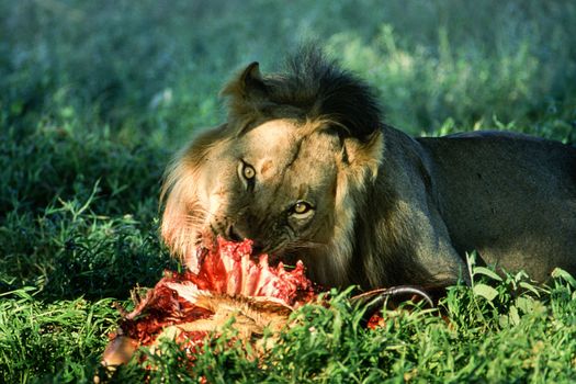 Lion (Panthera leo), Central Kalahari Game Reserve, Ghanzi, Botswana, Africa