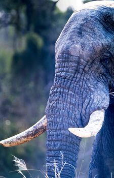 Elephant, (Loxodonta africana), Kruger National Park, Mpumalanga, South Africa, Africa