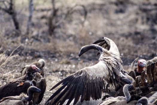 Cape Vulture (Gyps coprotheres), Kruger National Park, Mpumalanga, South Africa