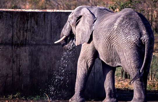 Elephant, (Loxodonta africana), Kruger National Park, Mpumalanga, South Africa, Africa