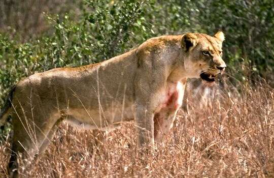 Lion, (Panthera leo), Kruger National Park, Mpumalanga, South Africa, Africa