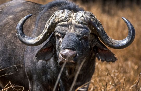 Buffalo, (Syncerus caffer), Kruger National Park, Mpumalanga, South Africa, Africa