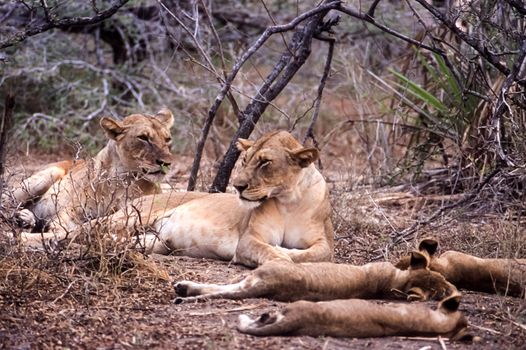 Lion (Panthera leo), Selous Game Reserve, Morogoro, Tanzania, Africa