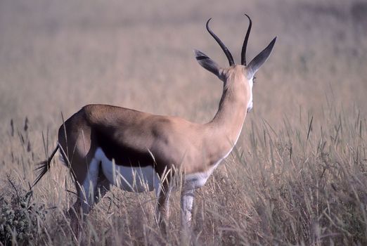 Springbok, (Antidorcas marsupialis), Africa, Namibia, Oshikoto, Etosha National Park