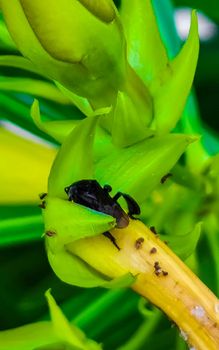 Small black bee on yellow flower in Playa del Carmen Quintana Roo Mexico.