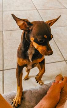 Portrait of a Mexican brown playful russian toy terrier dog while playing looking lovely and cute in the camera in Playa del Carmen Mexico.