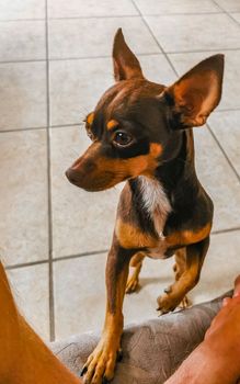 Portrait of a Mexican brown playful russian toy terrier dog while playing looking lovely and cute in the camera in Playa del Carmen Mexico.