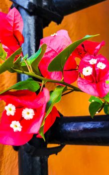 Bougainvillea pink flowers and blossoms on trees in Playa del Carmen Mexico.