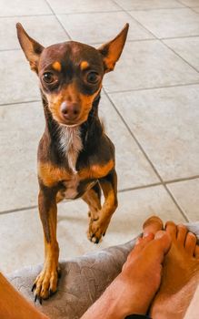 Portrait of a Mexican brown playful russian toy terrier dog while playing looking lovely and cute in the camera in Playa del Carmen Mexico.