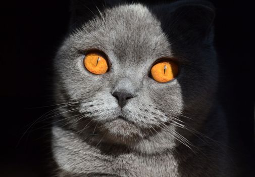 Scottish fold cat. Pictured is a Scottish Fold cat, 3 years old.