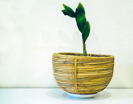 Zamioculcas. Zamioculcas in a wicker pot against a white wall.