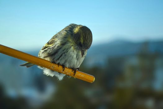 Siskin bird photo. Close-up photo of a siskin bird.