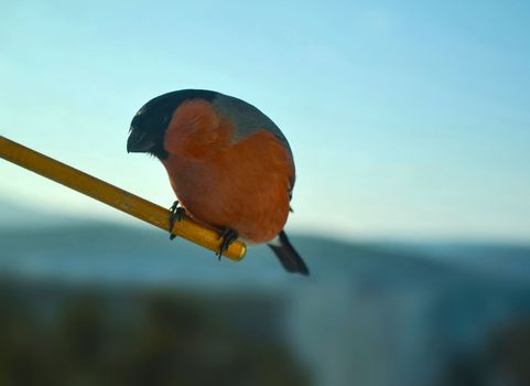 Bullfinch bird photo. Close-up photo of a red bullfinch.