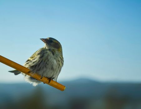 Siskin bird photo. Close-up photo of a siskin bird.