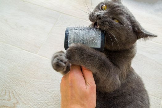 The cat gnaws a comb for the cat. A British cat nibbles on a cat's comb held by a human.