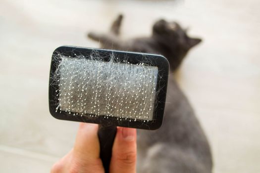 Cat and comb for a cat. A man's hand holds a comb for a cat, in the background is a British cat.