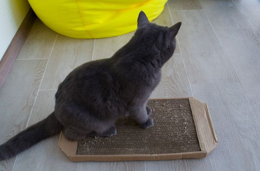 Cat and scratching post made of cardboard. A British cat sits on an eco-friendly cardboard scratching post.