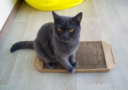 Cat and scratching post made of cardboard. A British cat sits on an eco-friendly cardboard scratching post.