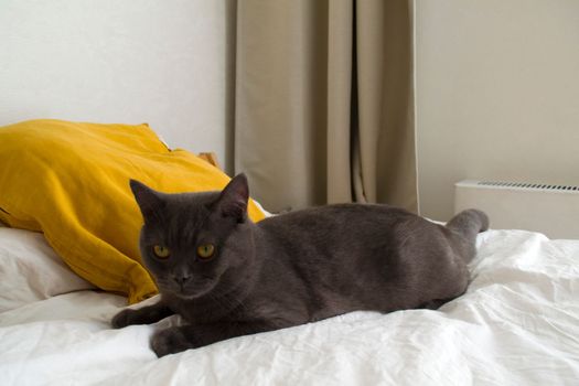 British cat. Photo of a gray british cat on a white bed with yellow pillows.